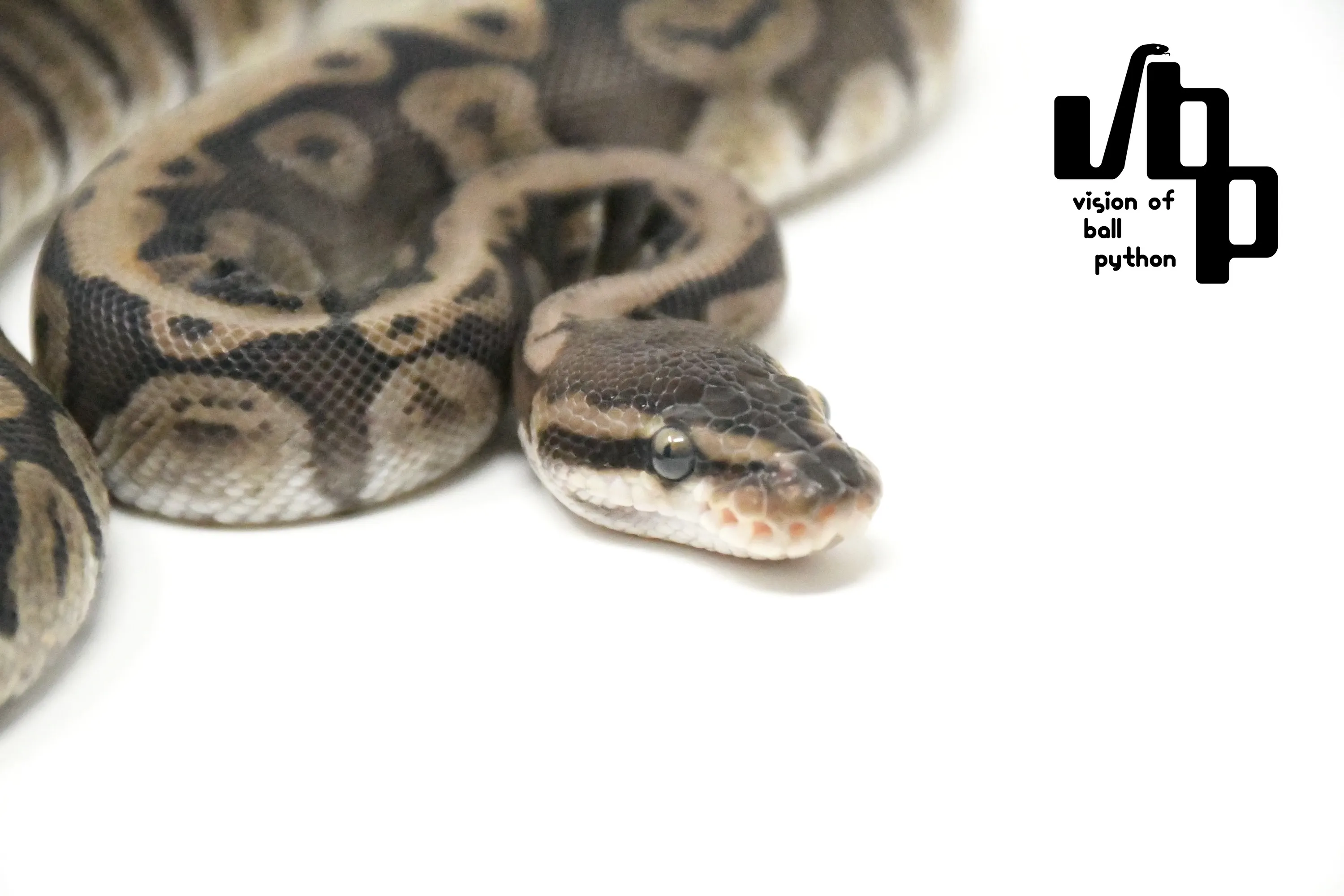 GHIHGW100%hetデザートゴースト - 3