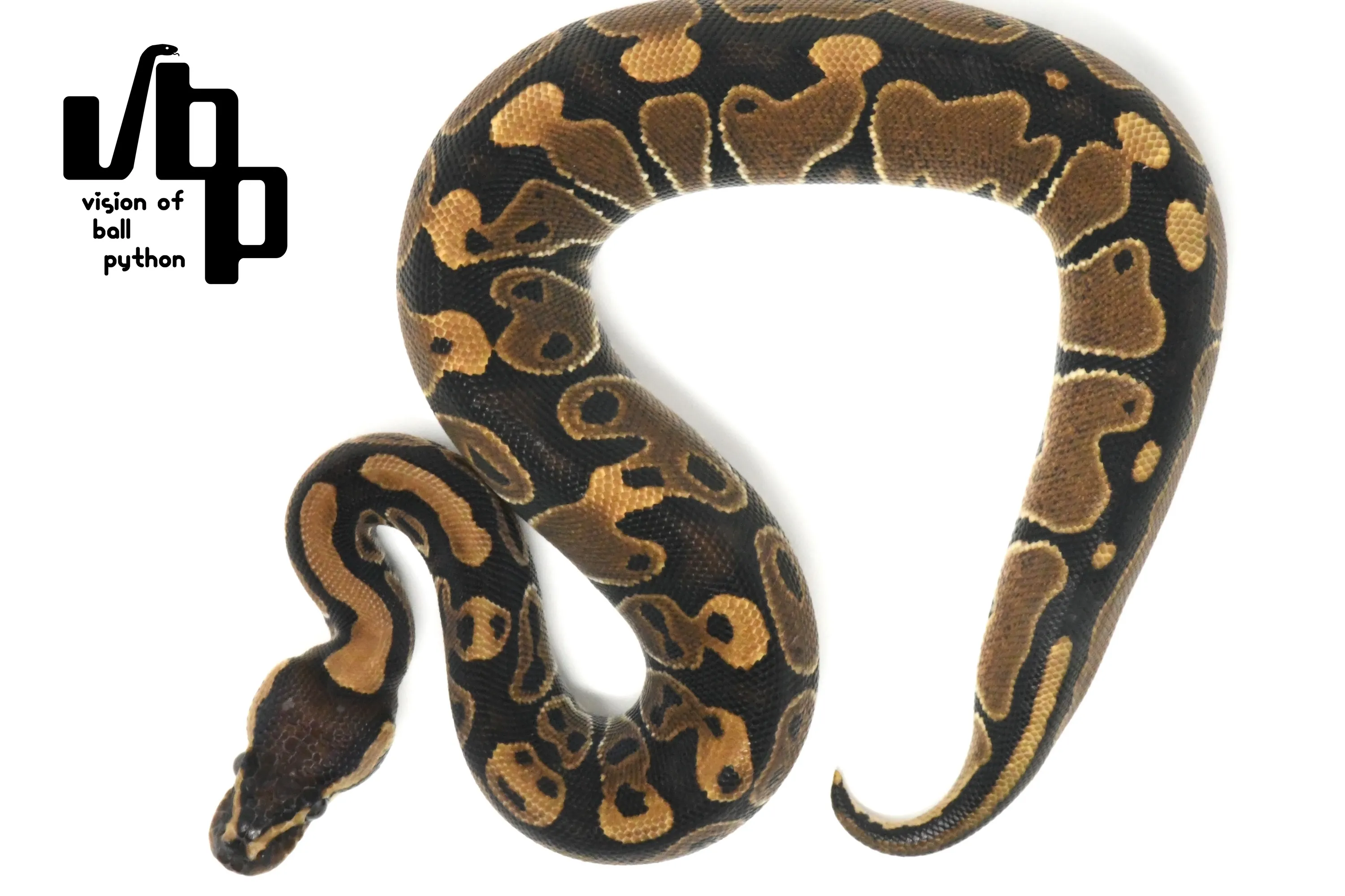 100%dhアルビノクラウン - 2