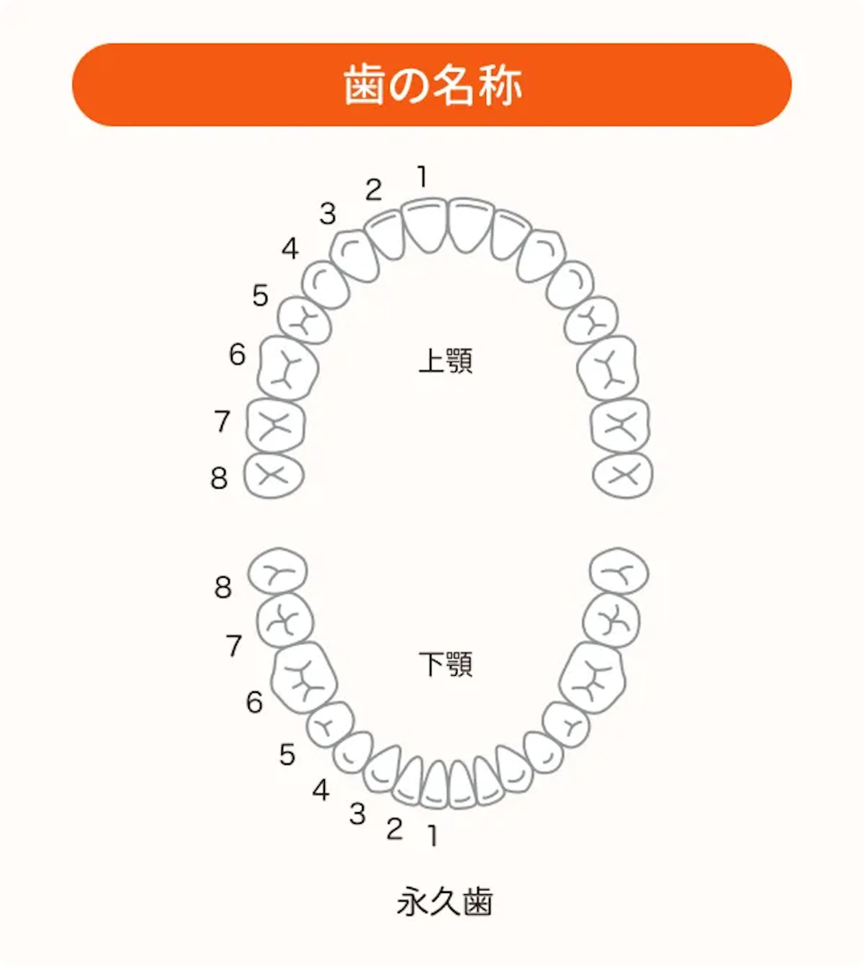 歯科の知識