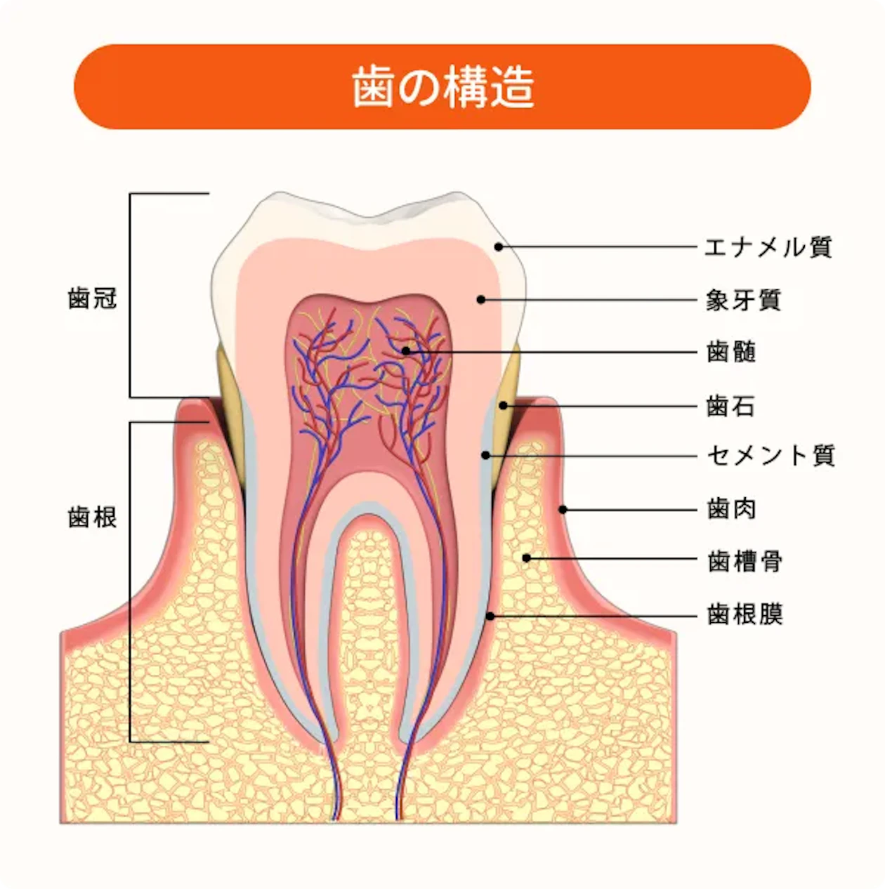 歯科の知識