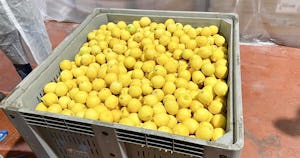有機JAS認証の指定農園産｜安心・安全な「シチリア産冷凍レモンピール」登場【片岡物産】