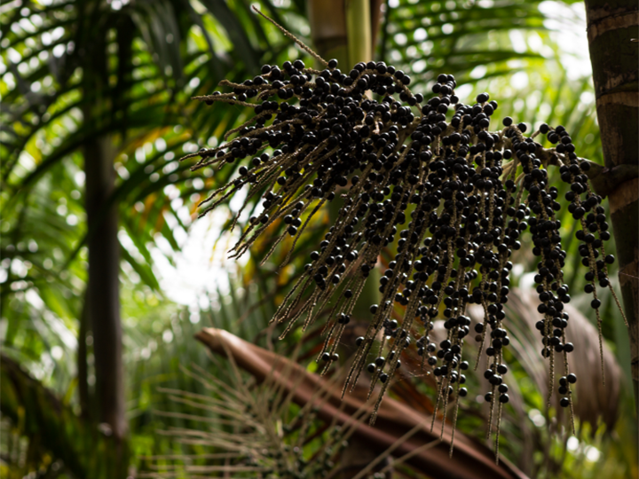 Açaíパームeuterpe Oleracea - アサイーベリーのストックフォトや画像