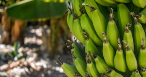青いバナナの効能｜下処理方法とおいしい食べ方・レシピを紹介