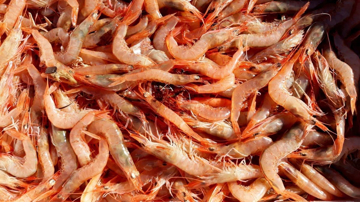 植物由来のえびが話題に。肉から魚に拡大する代替食品