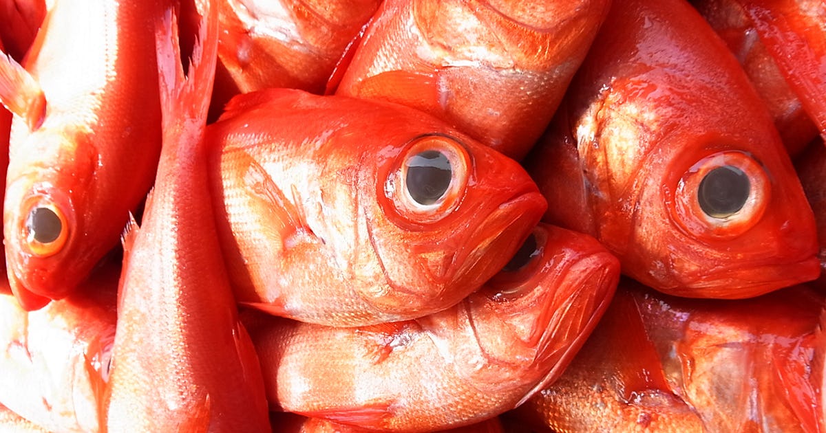 濃縮エキスがヒット商品に｜「金目鯛のアラ」がもつアップサイクルの