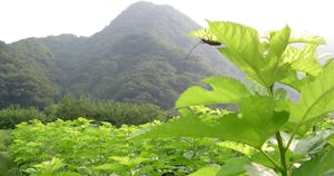 【ふる里食効研究所】国産アップサイクル原料への取組み