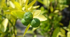 摘果みかんでアップサイクル！バナナやパパイヤの青い果実も食品に