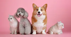特集｜ペットフード対応原料〜市場動向と犬・猫の健康を守る栄養基準やパッケージ表示も解説