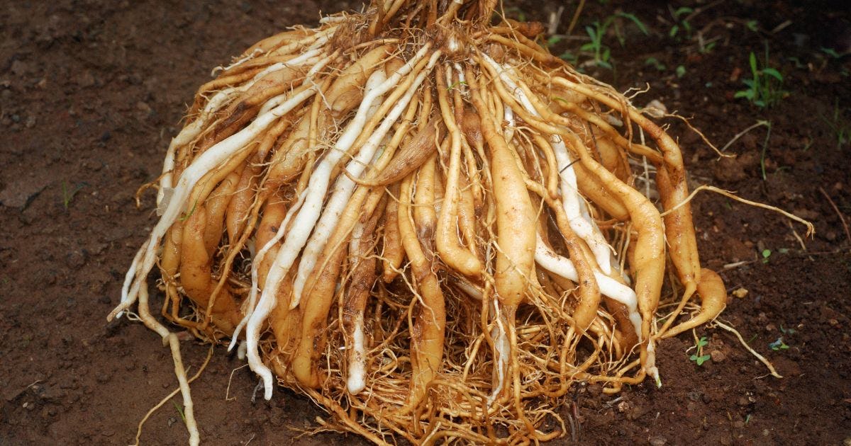 シャタバリの効果とは｜更年期や女性の不調をケアするハーブ