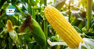 世界最大規模の米トウモロコシが危機に。気候変動のはらむリスクとは