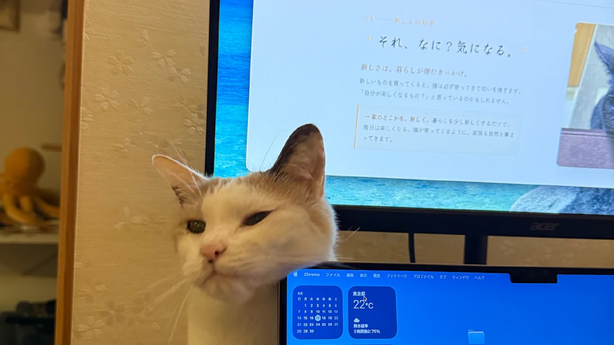 LP制作進行中｜監修者（猫）の抵抗にあっています