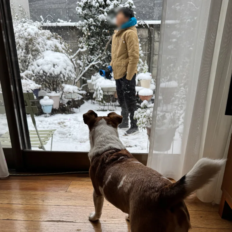 室内からガラス窓越しに、雪が積もった庭とそこに立つ人物を見つめている、茶色と白の犬（ジャック・ラッセル・テリア）の後ろ姿。