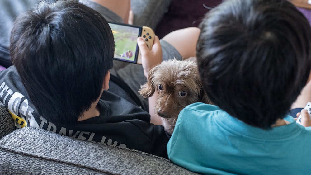 男の子2人が背中を向けており、彼らの間から犬が顔を覗かせている