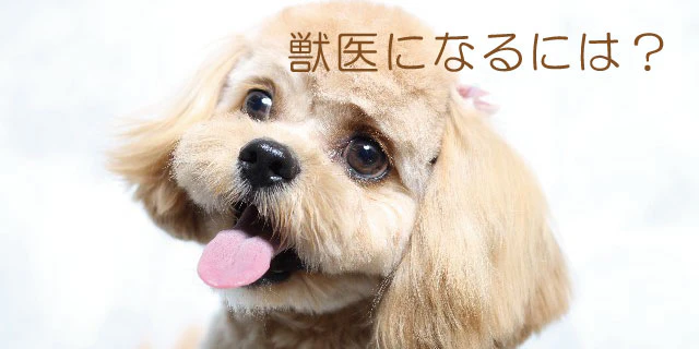 獣医になるには