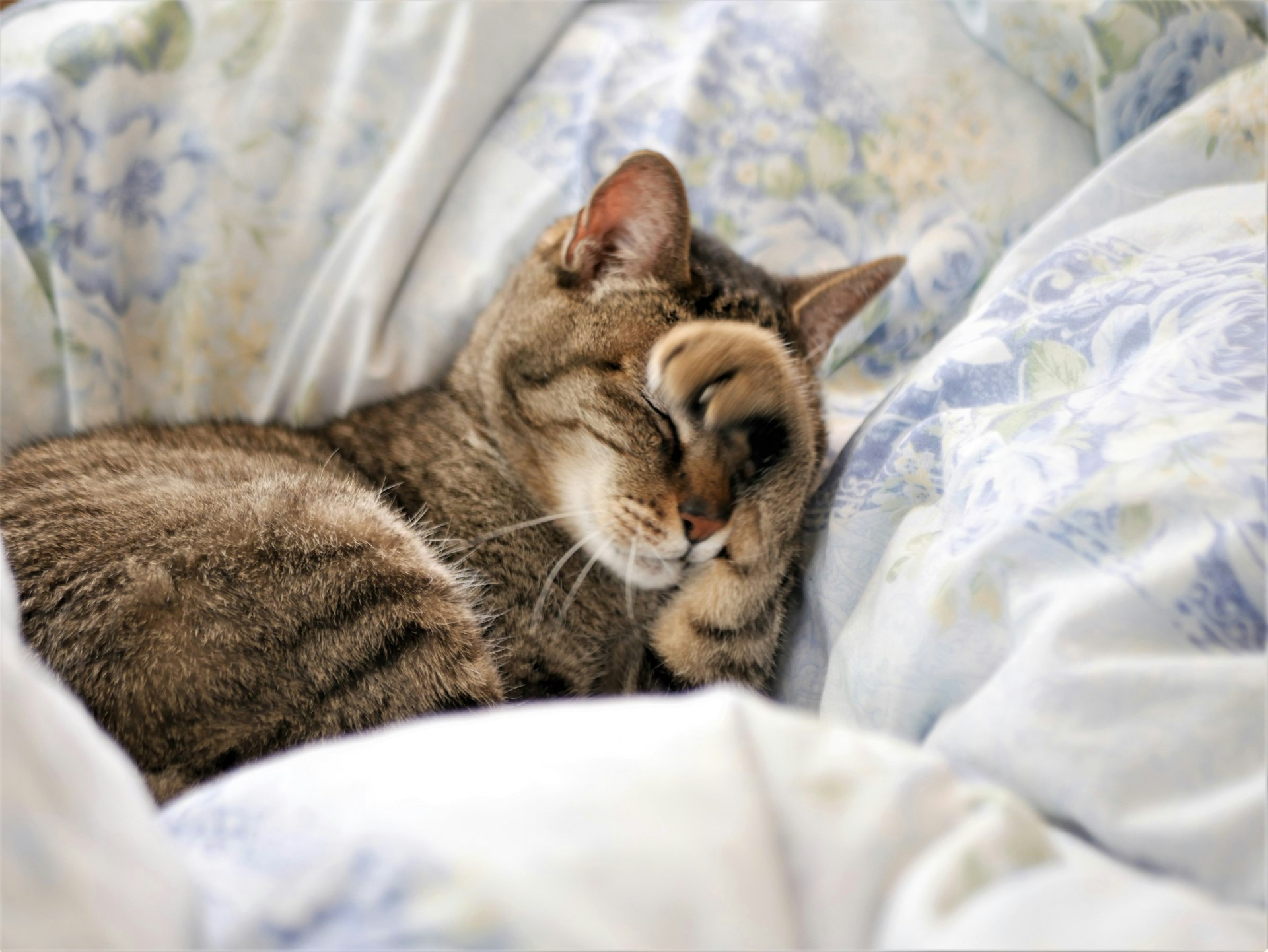 羽毛布団と気持ち良さそうに眠る猫