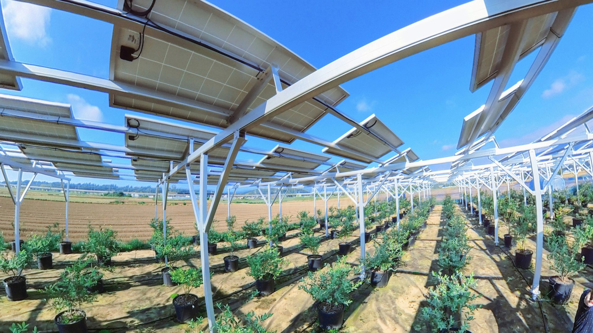 農地上部に設置された太陽光パネルで発電する「営農型太陽光発電」