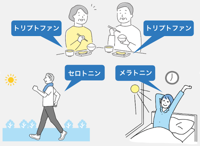 トリプトファン・セロトニン・メラトニンがでるイメージ