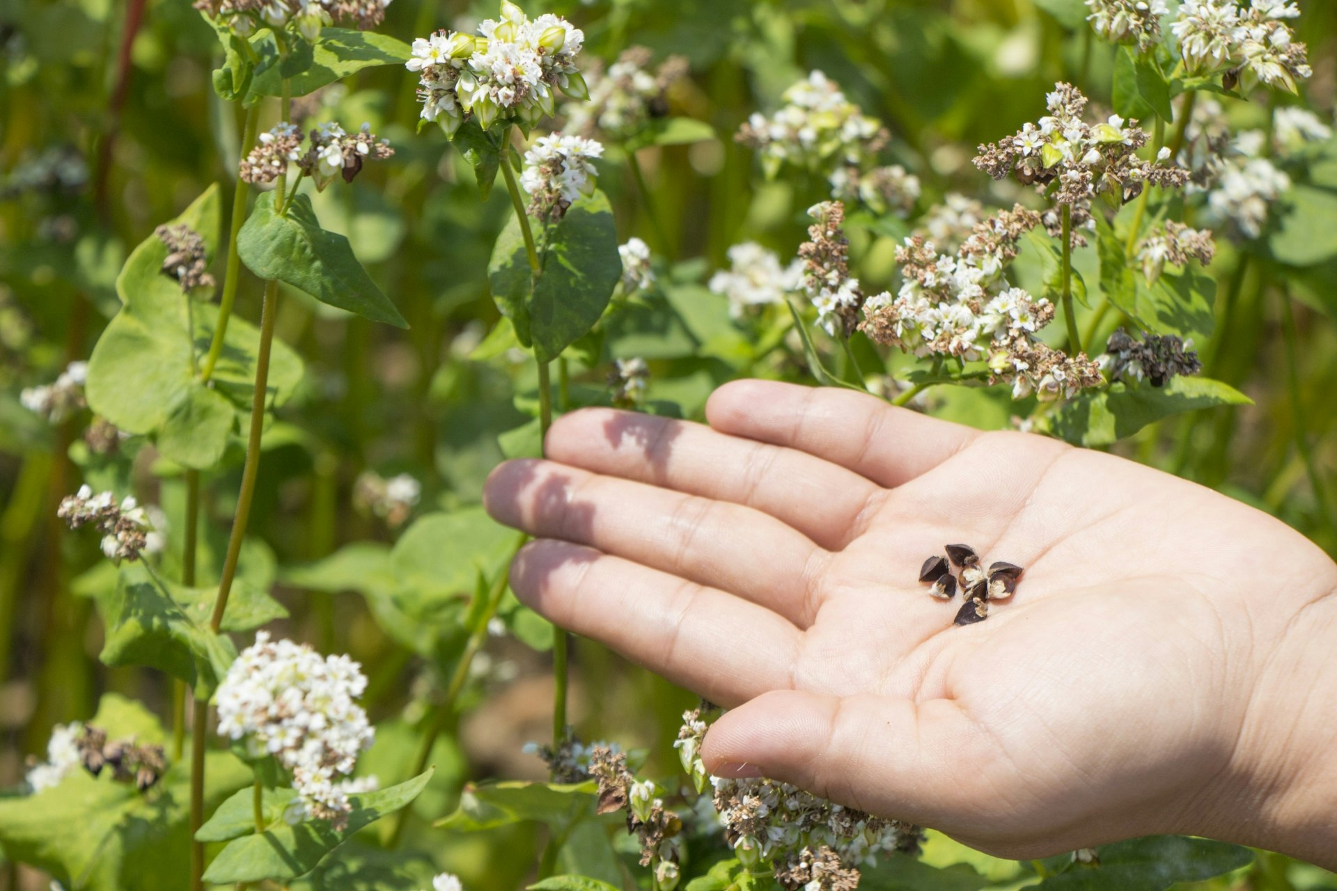 農作業のイメージ