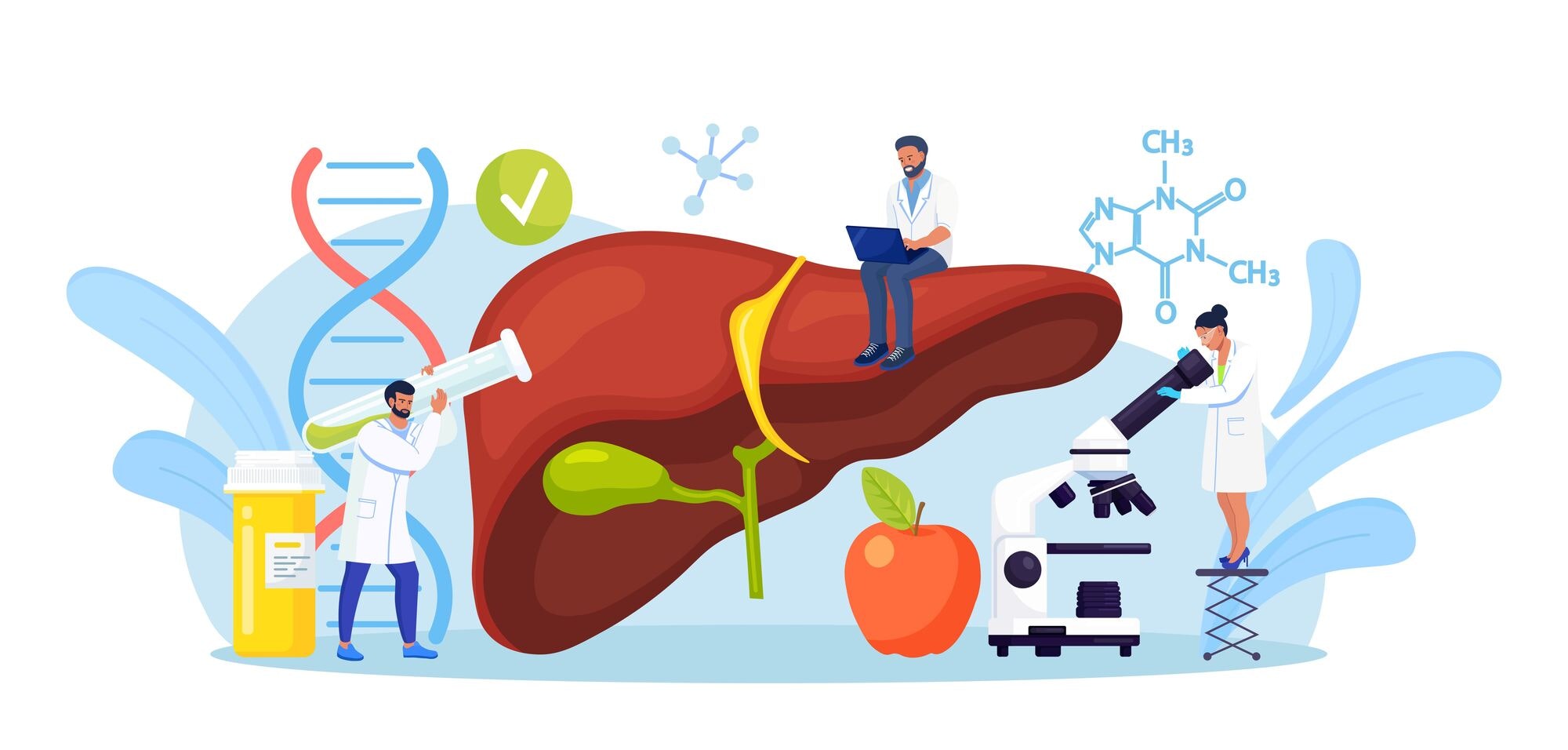 肝臓の機能と役割