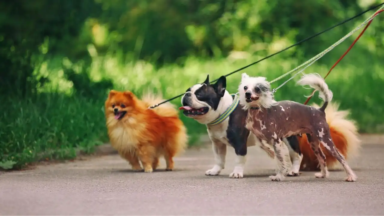 ペットシッター