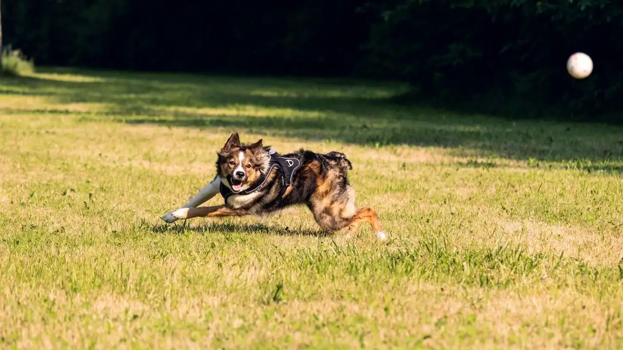 ペットトレーニング