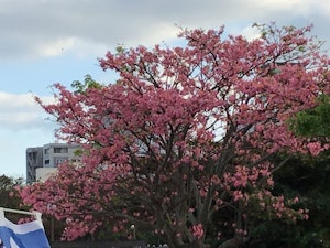 花3