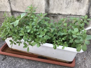 image1 (2)