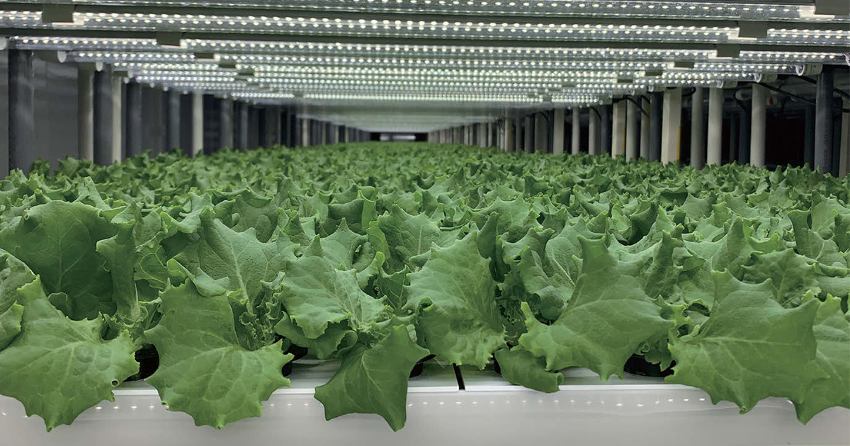 店舗に水耕栽培の野菜工場 西友、店産店消のレタスを発売