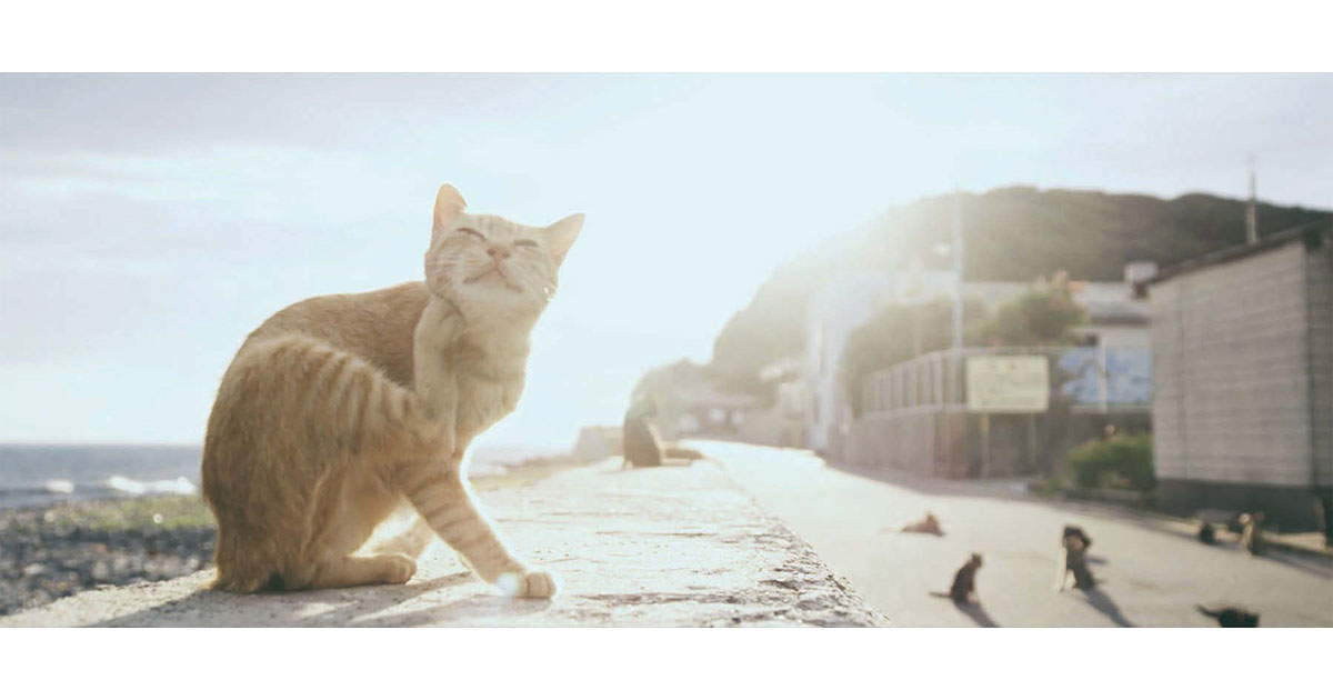 相島からエド・シーランに届け！8～9月に公開したPR動画の効果は？