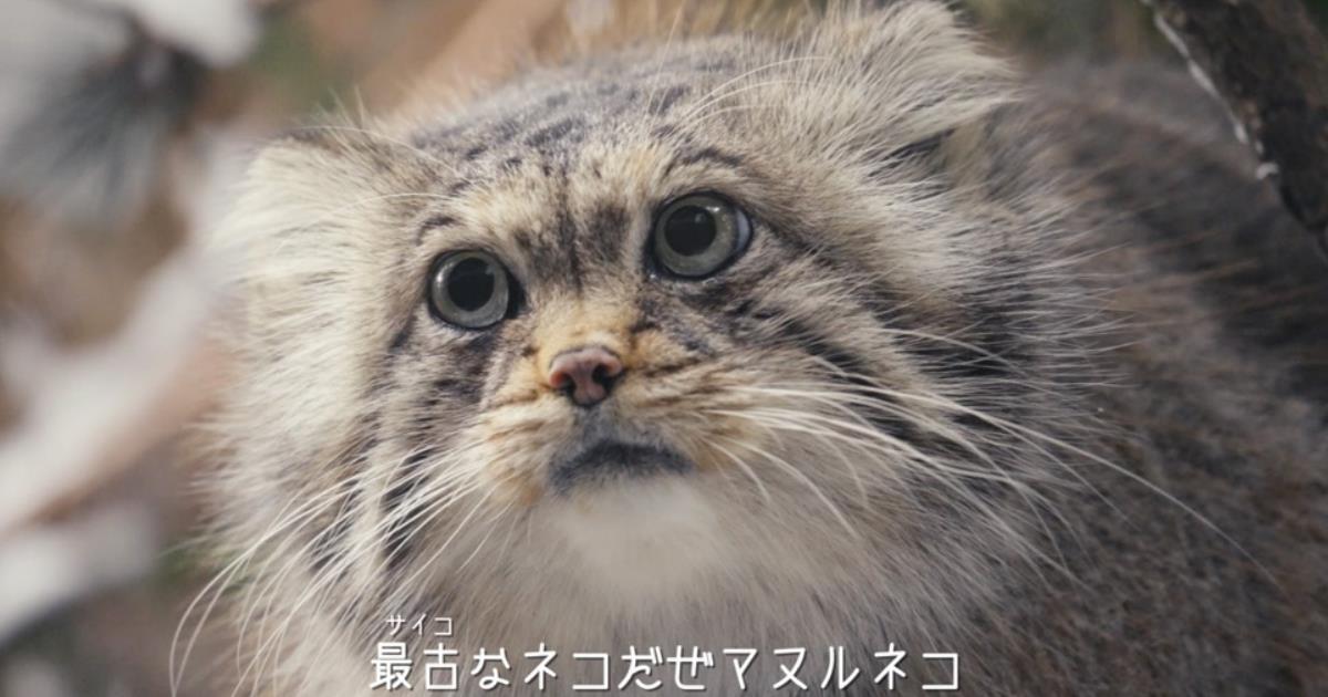 一通のラブレターから生まれたマヌルネコのMV