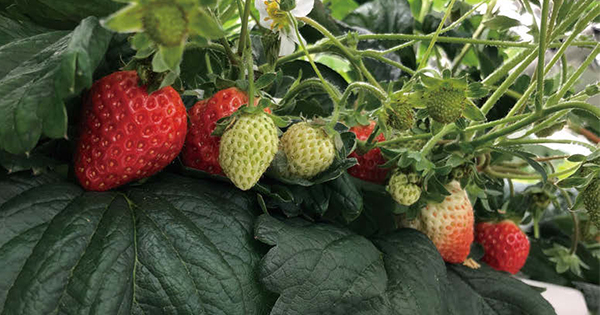 安価な植物工場で持続可能な農業を実現 福島からイチゴを通年供給