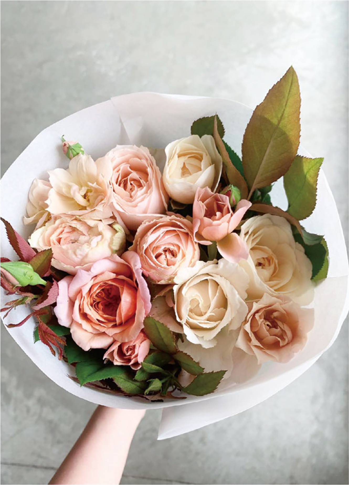 WABARA」 日本のバラを世界に向けてブランド化したい | ブレーン