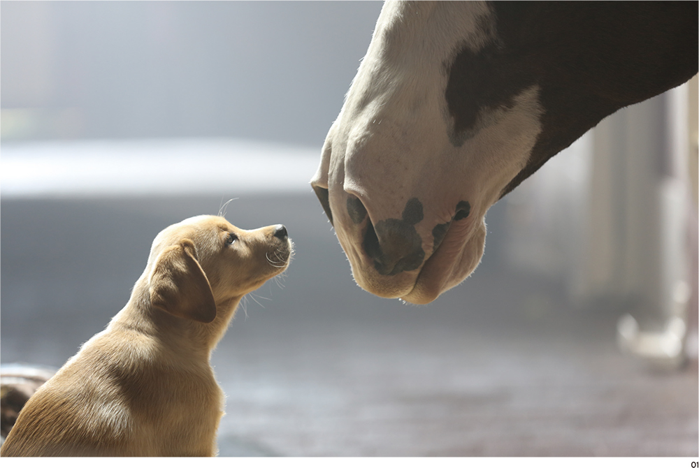 カモメと子犬の大勝利に終わった 2014年のスーパーボウル