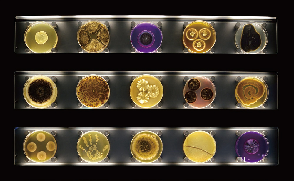 アムステルダムにオープンした世界初の微生物ミュージアム「Micropia」