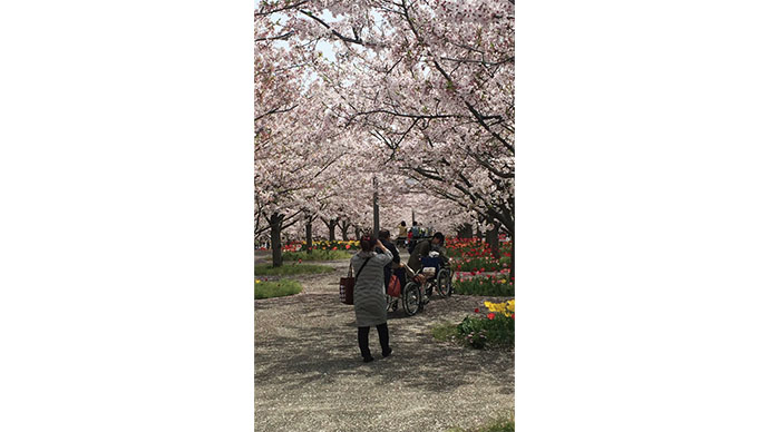 お花見は観光資源として活用できるか 誰もが楽しめるユニバーサルイベント