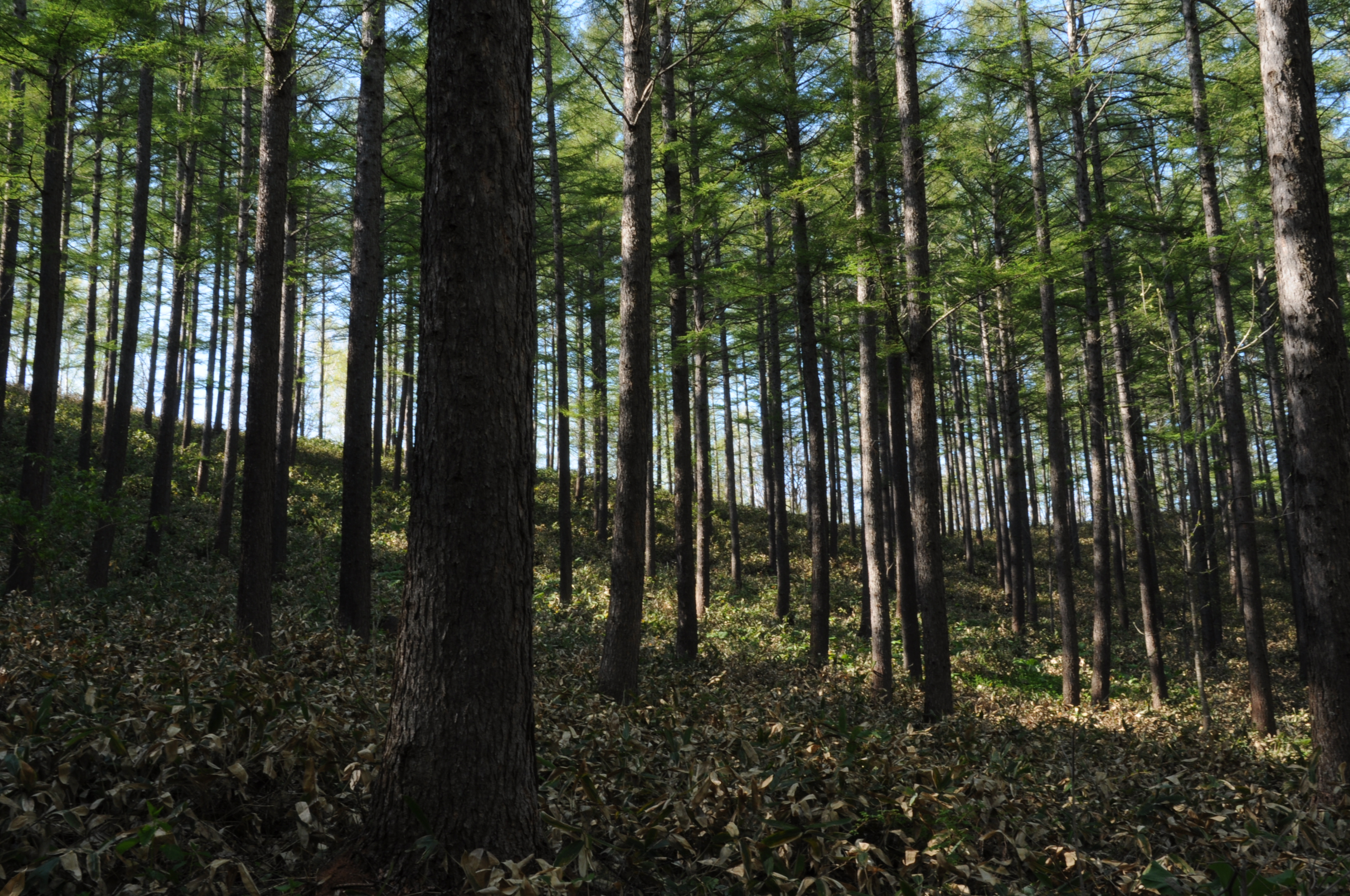 CO2排出量をJ-クレジットで相殺する「排出権付リース」の取り組み