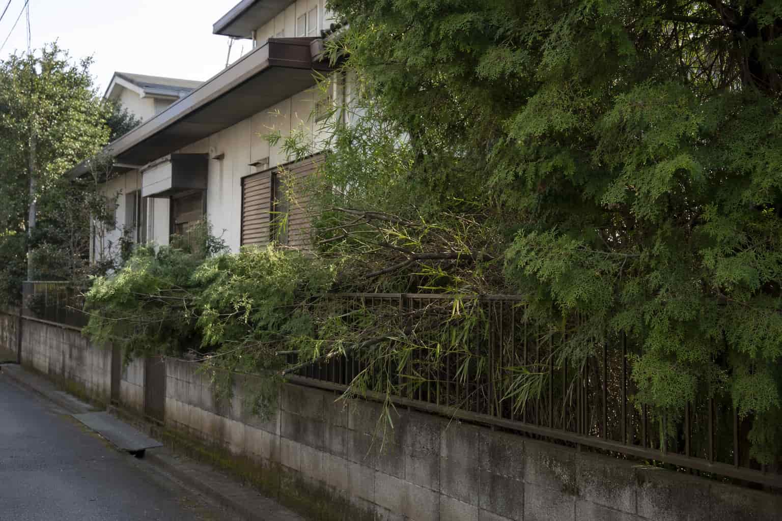 空き家の庭木が隣地に越境しトラブルになっている様子の画像