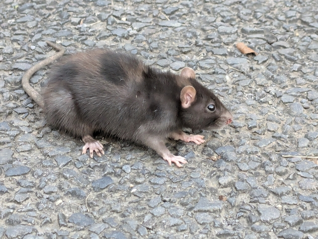 ネズミのふんの大きさや状態を比較する画像の画像
