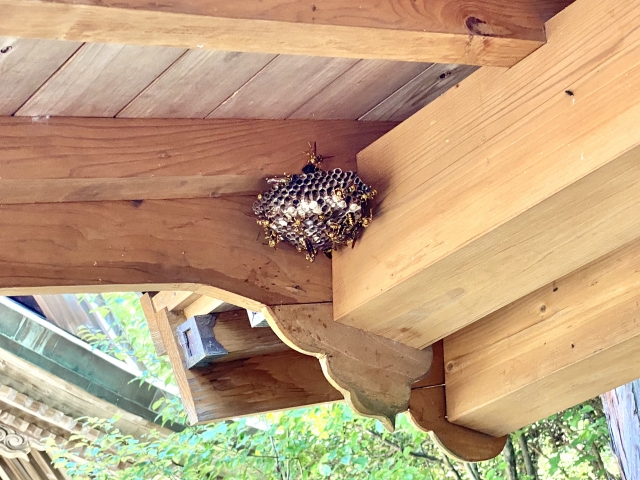 空き家の軒下を点検し蜂の巣予防をする様子の画像