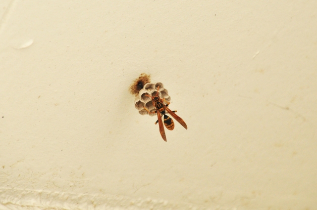 蜂の巣駆除が負担な空き家は今後の使い道を早めに考えよう に関連する画像