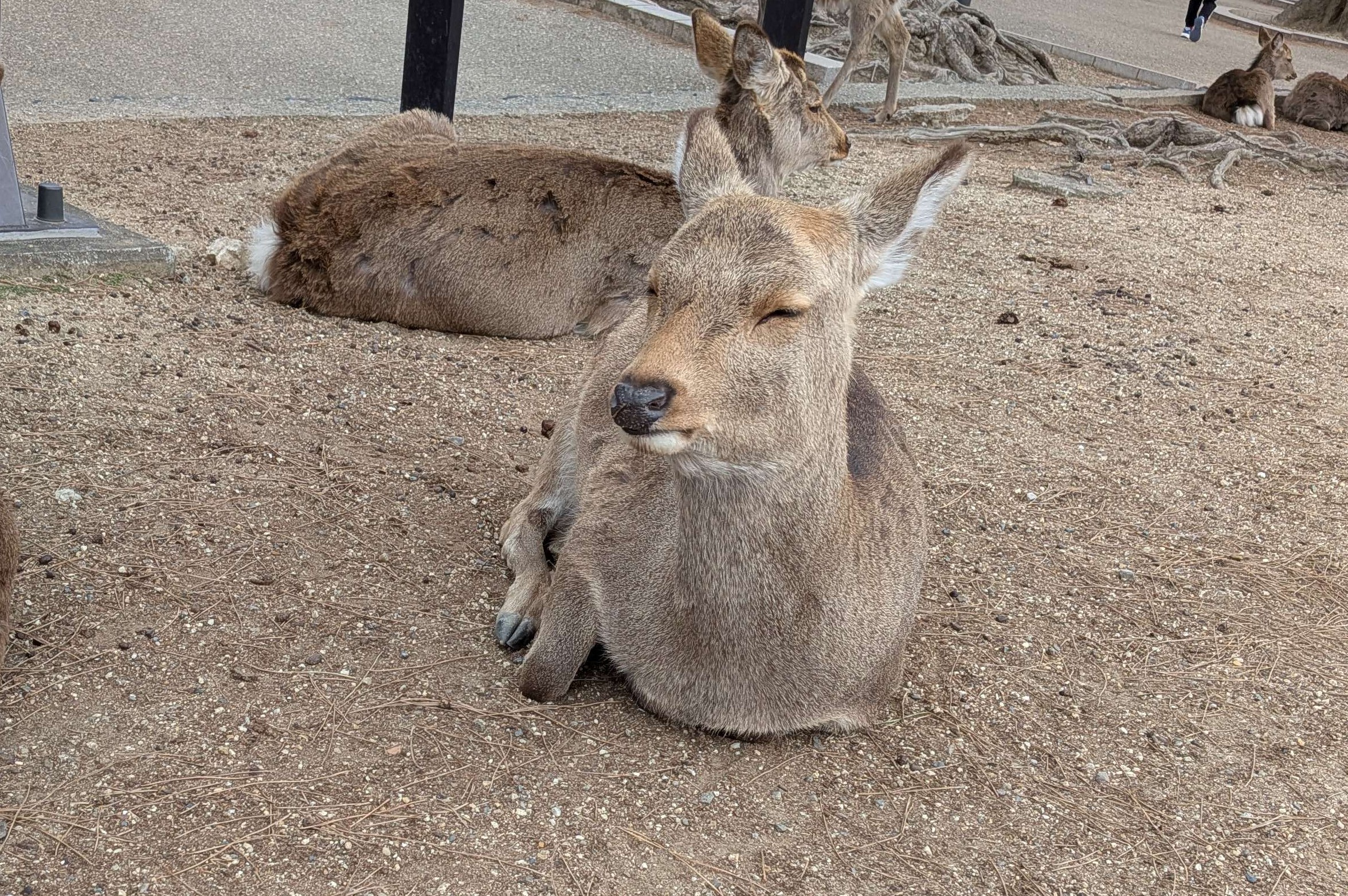 取得に失敗しました