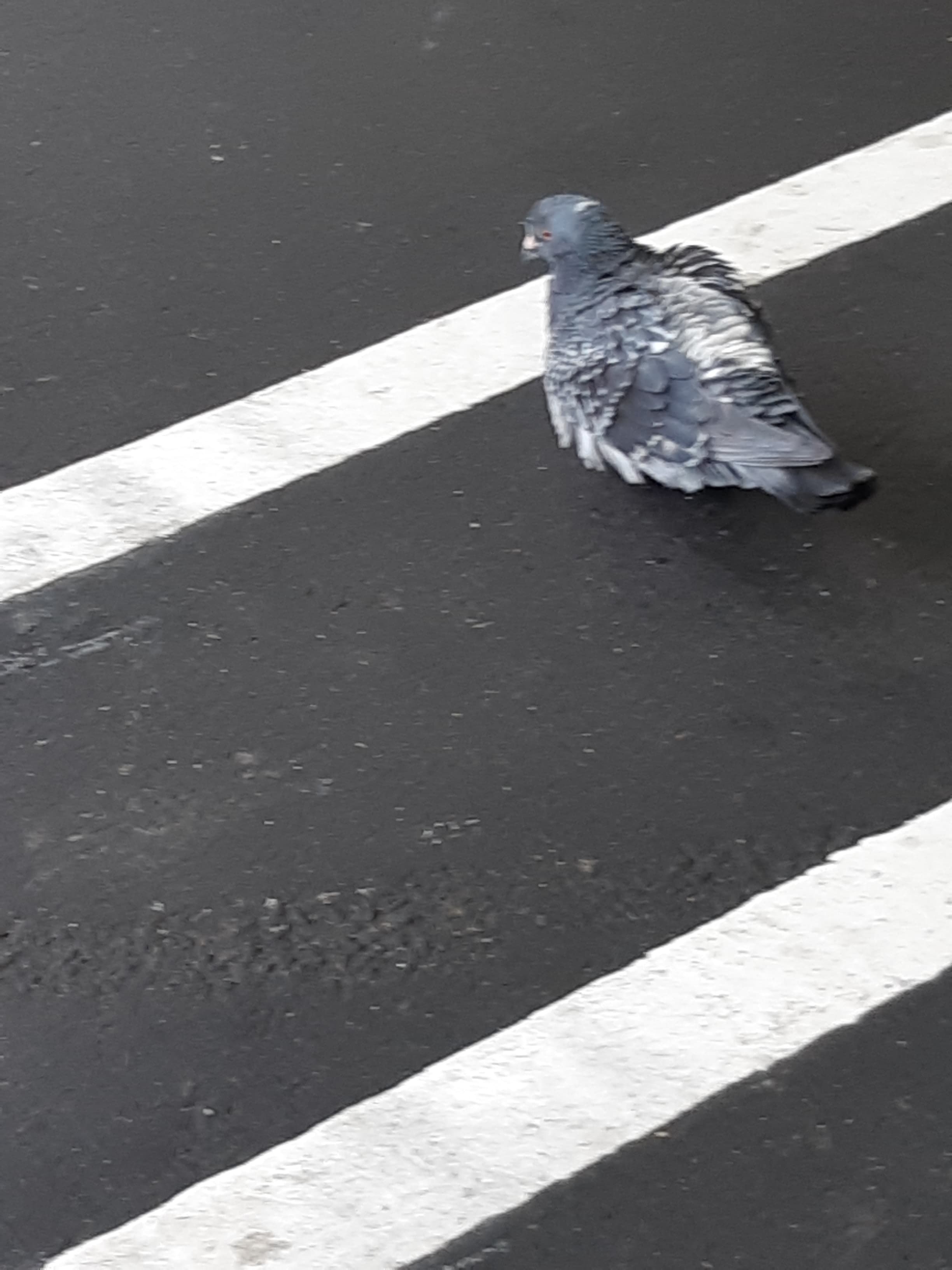 取得に失敗しました