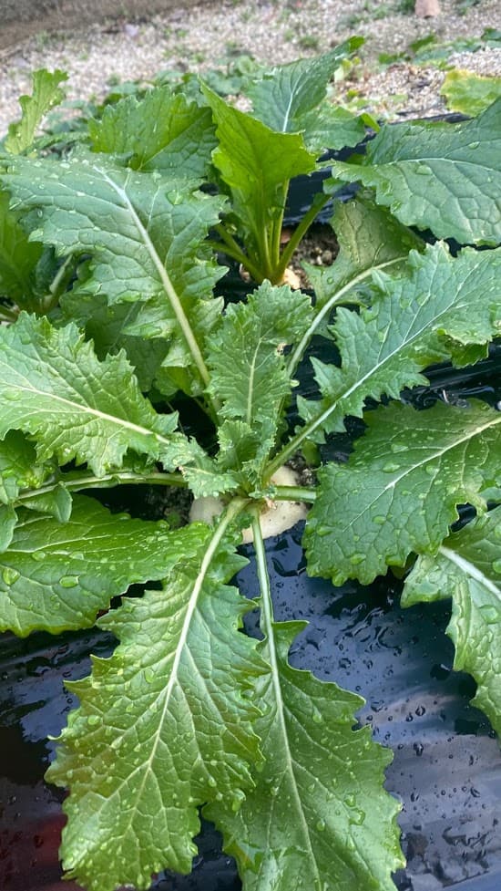 取得に失敗しました