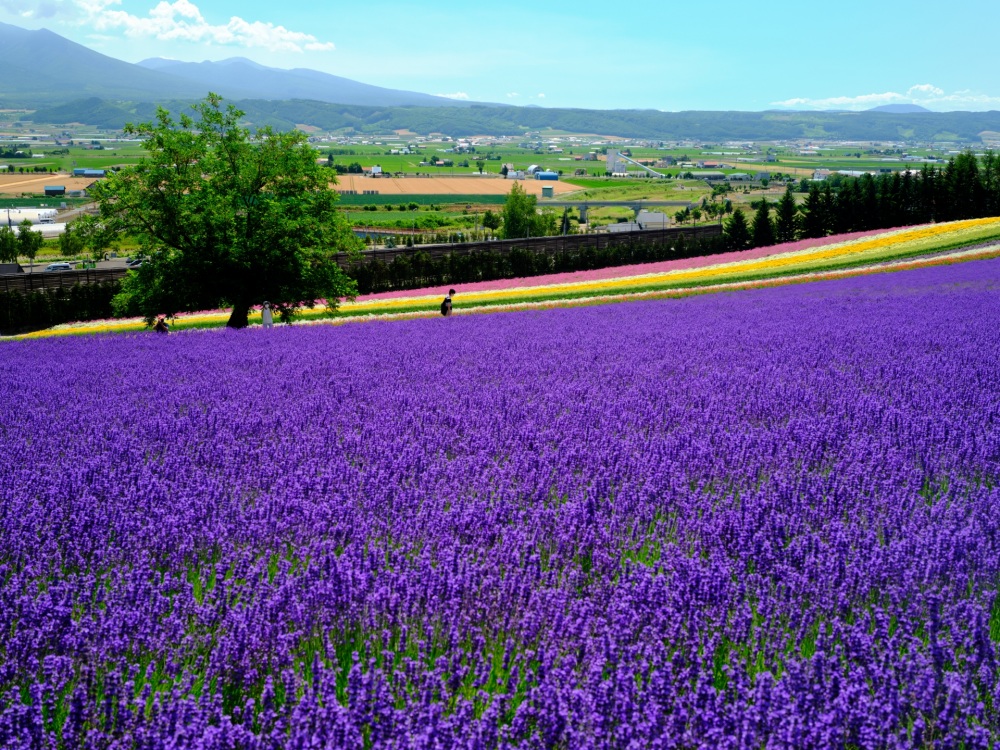 Source: Hokkaido Official Tourism Website