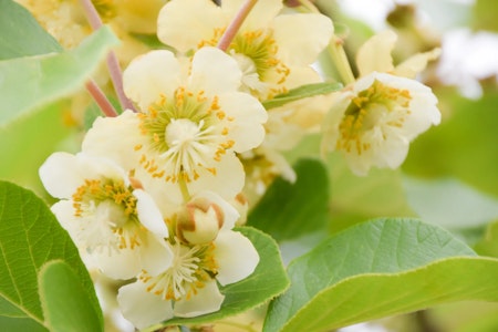 酒井興業とアグリスによるウズベキスタンにおける合弁会社設立について