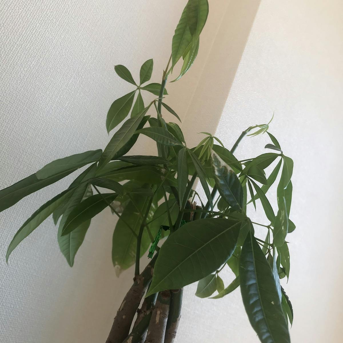 yamashiro.nao（ライター）