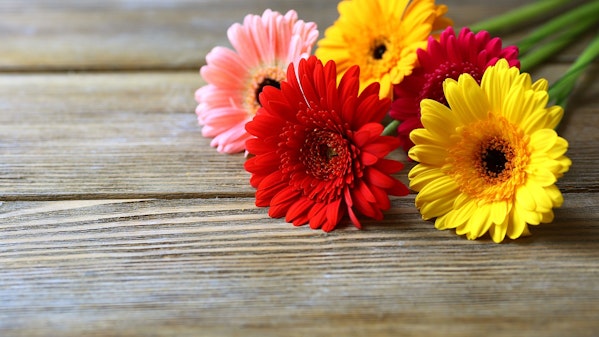ガーベラの花言葉が素敵 フラワーギフトで失敗しない選び方 Rolmy ガーベラの花言葉が素敵 フラワーギフトで失敗しない選び方 Rolmy
