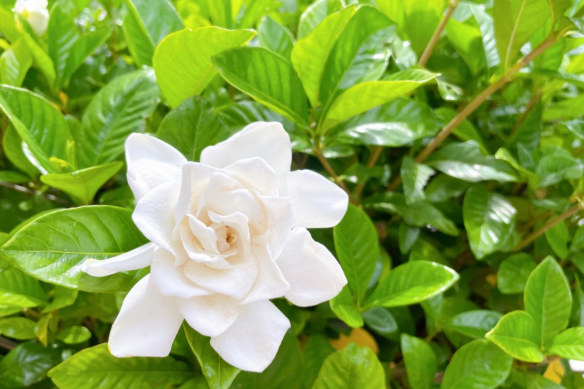 花言葉が 助けて の花は何の花 怖くて面白い花言葉の世界 Rolmy 花言葉が 助けて の花は何の花 怖くて面白い花言葉の世界 Rolmy