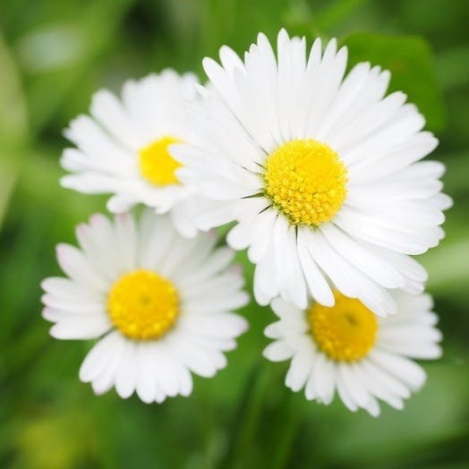 ミミリン（ライター）