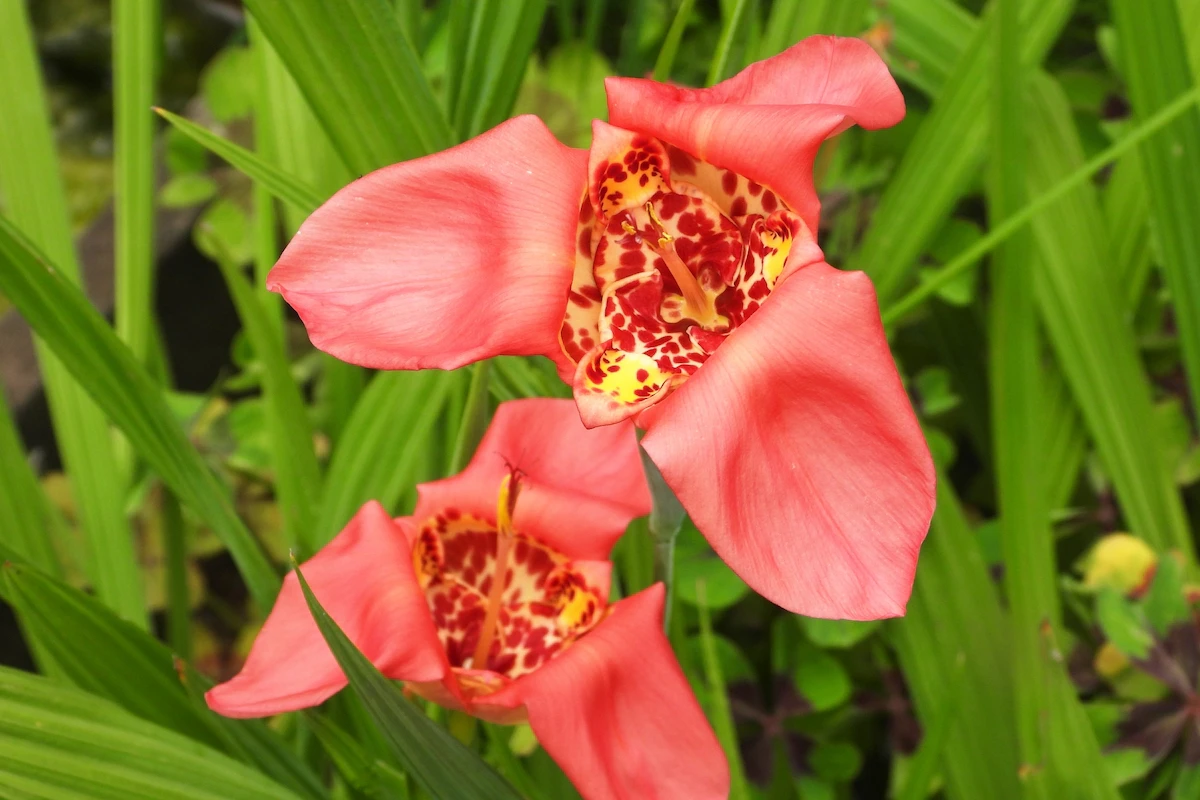 花言葉が 助けて の花は何の花 怖くて面白い花言葉の世界 Rolmy